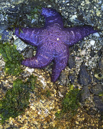 USA, Washington, Orcas Island, Purple Star, Starfish by Danita Delimont
