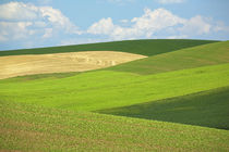 USA, Washington, Whitman County, Palouse, wheat fields by Danita Delimont