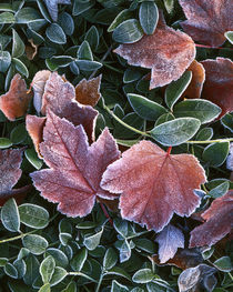 USA, Washington, Spokane County, Maple leaves and myrtle von Danita Delimont