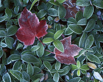 USA, Washington, Spokane County, Maple Leaves, Myrtle leaves von Danita Delimont