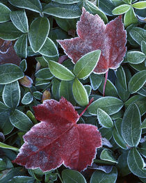 USA, Washington, Spokane County, Maple Leaves, Myrtle leaves von Danita Delimont
