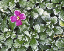 USA, Washington, Spokane County, Rockress with frost von Danita Delimont