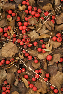 USA, Washington, Spokane County, Hawthorn leaves and berries von Danita Delimont