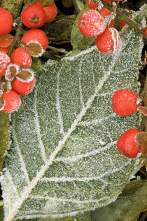 USA, Washington, Spokane County, frost, barberry by Danita Delimont