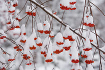 USA, Washington, Spokane County, Western Mountain Ash berries by Danita Delimont