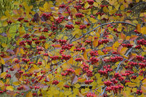 USA, Washington, Spokane County, Hawthorn leaves and berries by Danita Delimont