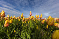 Skagit Tulips von Danita Delimont