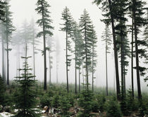USA, Washington, Managed forest. von Danita Delimont