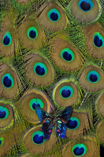 Meliboeus SwordtailButterfly on Peacock Tail Feather Design by Danita Delimont