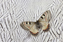 Apollo Butterfly on Silver Pheasant Feather Pattern by Danita Delimont