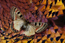 Apollo Butterfly on Ring-Necked Pheasant Feather Design by Danita Delimont