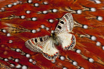Apollo Butterfly on Tragopan Body Feather Design by Danita Delimont