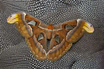 Atlas Silk Moth on Helmeted Guineafowl Feathers by Danita Delimont