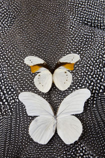 Taenaris schoenbergi Male and Female Butterfly on Helmeted Guineafowl von Danita Delimont