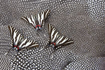 North American Zebra Swallowtail Butterflies on Helmeted Gui... by Danita Delimont