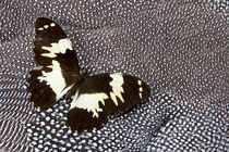 Papilio Butterfly on Helmeted Guineafowl von Danita Delimont