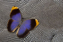 Owl Butterfly on Helmeted Guineafowl Feathers von Danita Delimont