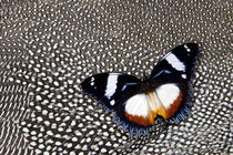 Hypolimnas dexithea Butterfly on Helmeted Guineafowl von Danita Delimont