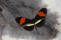 Heliconius Longwing Butterfly on Helmeted Guineafowl Feathers by Danita Delimont
