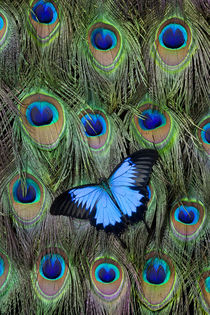 Blue Mountain Swallowtail Butterfly, Papilio Ulysses, on Pea... von Danita Delimont