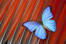 Tropical Blue Morpho Butterfly on Scarlet Macaw Tail Feather Design by Danita Delimont