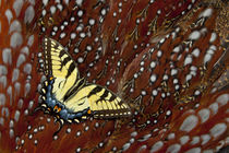 North American Tiger Swallowtail Female Butterfly on Tragopa... von Danita Delimont