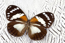 Forest Queen Butterfly on Silver Pheasant Feather Pattern von Danita Delimont