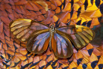 Glass-wing Butterfly on Ring-Necked Pheasant Feather Design by Danita Delimont