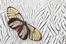 Glass-wing Butterfly on Silver Pheasant Feather Pattern von Danita Delimont