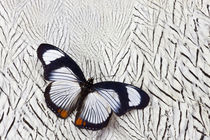 Hypolimnas usambara Butterfly on Silver Pheasant Feather Pattern von Danita Delimont