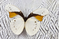 Taenaris schoenbergi Male Butterfly on Silver Pheasant Feather Pattern by Danita Delimont