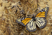 Underside Monarch Butterfly on Ring-Necked Pheasant Feather Design by Danita Delimont