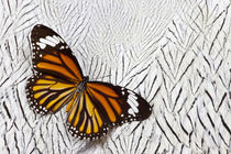 Viceroy Butterfly on Silver Pheasant Feather Pattern by Danita Delimont