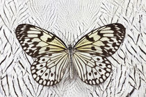 Paper Kite Butterfly on Silver Pheasant Feather Pattern by Danita Delimont