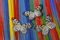 Paper Kite Tropical Butterfly on Macaw Tail Feather Design by Danita Delimont