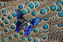 Ancylouris meliboeus a small Blue Butterfly on Malayan Peaco... von Danita Delimont