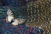 Apollo Butterfly on Breast Feathers of Ring-Necked Pheasant Design by Danita Delimont