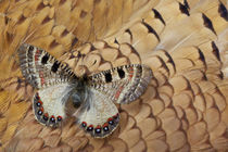 Apollo Butterfly on Breast Feathers of Ring-Necked Pheasant Design by Danita Delimont