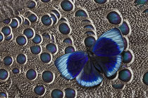 Peruvian Asterope Butterfly on Grey Peacock Pheasant Feather Design by Danita Delimont
