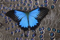 Blue Mountain Butterfly on Grey Peacock Pheasant Feather Design by Danita Delimont
