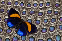Butterfly on Grey Peacock Pheasant Feather Design von Danita Delimont