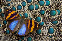 Single Butterfly on Malayan Peacock-Pheasant Feather Design by Danita Delimont