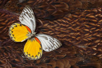 Delias Butterfly on Cooper Pheasant Feather Design von Danita Delimont