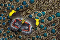 Single Delias Butterfly underside on Malayan Peacock-Pheasan... by Danita Delimont