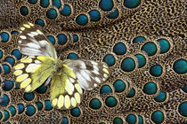 Single Delias Butterfly underside on Malayan Peacock-Pheasan... by Danita Delimont