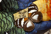 Forest Queen Butterfly on Lady Amherst Pheasant Feather Design by Danita Delimont