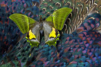 Imperial Butterfly, Teinopalpus imperialism, on Breast Feath... von Danita Delimont