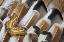 Lacewing Butterfly on Turkey Feather Design by Danita Delimont