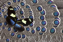 Heliconius Longwing Butterfly on Grey Peacock Pheasant Feather Design von Danita Delimont