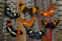 Seven Longwing Butterflies on Tail Feathers of variety of Pheasants by Danita Delimont